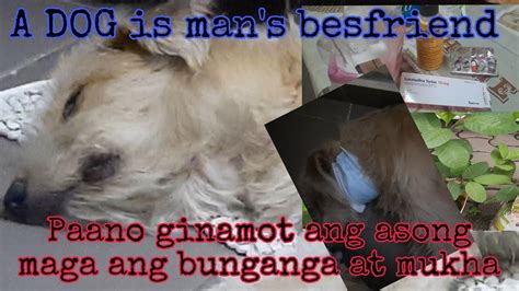 nagpaiyot sa aso